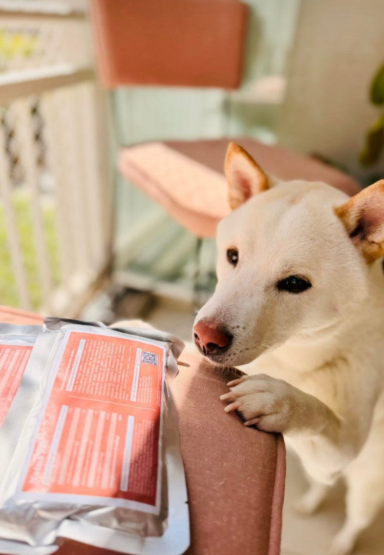 Cachorro branco apoiado no sofá olhando para um sachê da Natua Pet