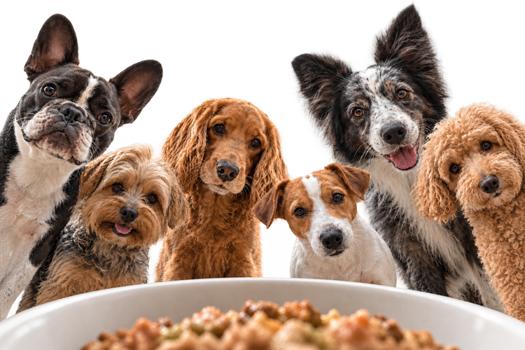 Seis cães olhando atentos para um pote de comida
